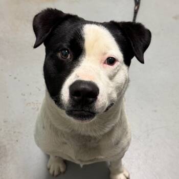 Rescue Mixed Breed Dogs for Adoption in Troy, Illinois - Grizz | PetCurious