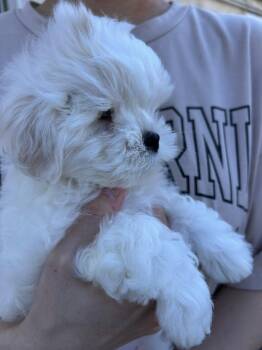 Maltese Dogs Available for Adoption - Jack-ee-Sparrow | PetCurious