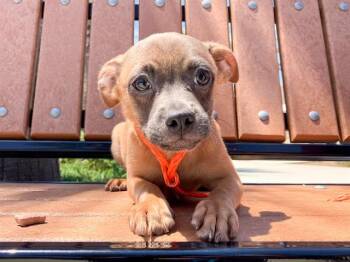 Papillon and Chihuahua Dogs Available for Adoption in Tustin, California - STORMJAW | PetCurious