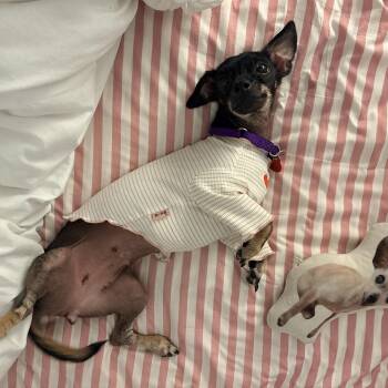Riley -  Xoloitzcuintli Mexican Hairless Dog for Adoption - Riley | PetCurious