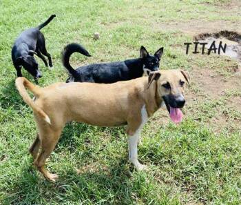Rescue Labrador Retriever Dogs for Adoption - TITAN | PetCurious
