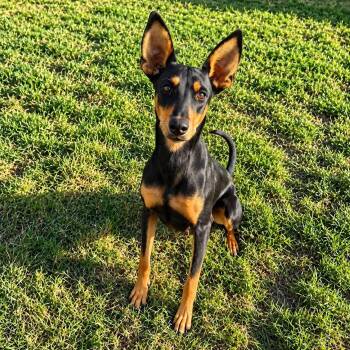 Spring -  Doberman Pinscher Dog for Adoption in Fort Worth, Texas - Spring | PetCurious