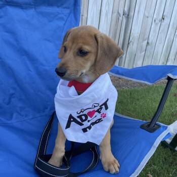 Hyoid -  Beagle Dog for Adoption in Richmond, Virginia - Hyoid | PetCurious