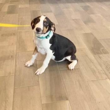Sprinkles -  Great Dane and American Staffordshire Terrier Dog for Adoption in Nevada, Missouri - Sprinkles | PetCurious