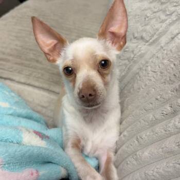 Chihuahua and Mixed Breed Dogs Available for Adoption in Alma, Wisconsin - Stanley | PetCurious