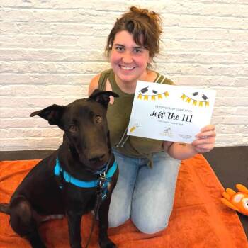 Jeff III -  Black Labrador Retriever and Mixed Breed Dog for Adoption in La Grange, Kentucky - Jeff III | PetCurious