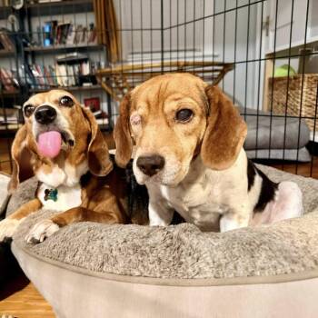 Beagle Dogs Available for Adoption in Savannah, Georgia - Beagy Weagy | PetCurious