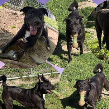 Millie -  Black Labrador Retriever and Patterdale Terrier Fell Terrier Dog for Adoption in Saratoga Springs, New York - Millie | PetCurious