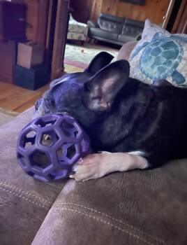 Lucky Louie - 5004 VA -  Boston Terrier Dog for Adoption in Maryville, Tennessee - Lucky Louie - 5004 VA | PetCurious