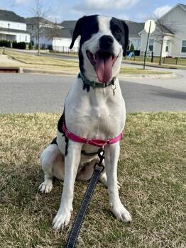 Pointer Dogs Available for Adoption - Sissy | PetCurious
