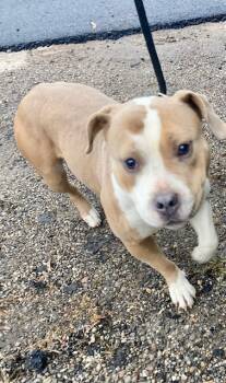 Rescue Mixed Breed Dogs for Adoption in Cincinnati, Ohio - Ginger | PetCurious