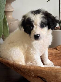 Yellowstone -  Maltipoo and Chihuahua Dog for Adoption in San Diego, California - Yellowstone | PetCurious