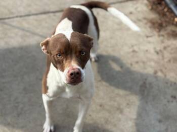ROCKY -  Pit Bull Terrier Dog for Adoption in Tulsa, Oklahoma - ROCKY | PetCurious