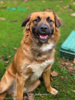 Rescue Retriever and Shepherd Dogs for Adoption in Cambridge, Maryland - Pooh Bear | PetCurious