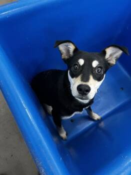 NALA -  Mixed Breed Dog for Adoption in Dallas, Texas - NALA | PetCurious