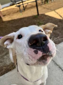 Salt Water Taffy -  Labrador Retriever and Hound Dog for Adoption in Hilton Head Island, South Carolina - Salt Water Taffy | PetCurious
