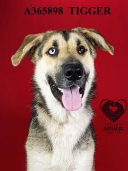 Rescue German Shepherd Dog Dogs for Adoption in Stockton, California - TIGGER | PetCurious