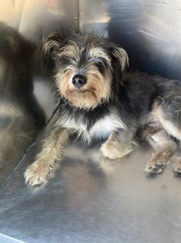 DO-LITTLE -  Mixed Breed Dog for Adoption in Dallas, Texas - DO-LITTLE | PetCurious