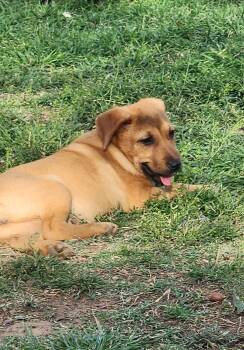 Mixed Breed Dogs Available for Adoption - Lola | PetCurious