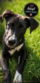 Kitty -  Whippet and Great Dane Dog for Adoption in Greenville, South Carolina - Kitty | PetCurious