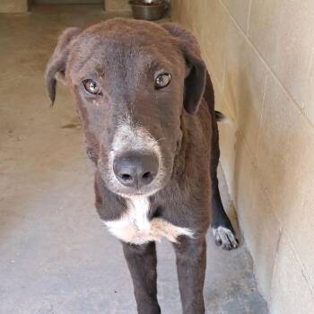 Socrates -  Mixed Breed Dog for Adoption in Valley, Alabama - Socrates | PetCurious