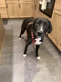 Labrador Retriever Dogs Available for Adoption - Daisy | PetCurious