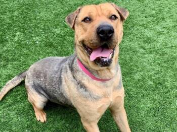 Shar Pei and Mixed Breed Dogs Available for Adoption in Moreno Valley, California - LING LING | PetCurious