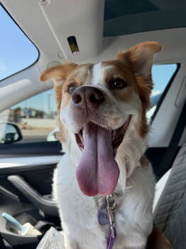 Rescue Husky Dogs for Adoption in Chandler, Arizona - PINE | PetCurious