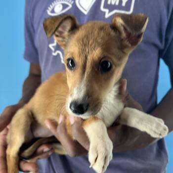 Rescue Shetland Sheepdog Sheltie Dogs for Adoption in Brookshire, Texas - Birdie - Local Dec 19-21 | PetCurious