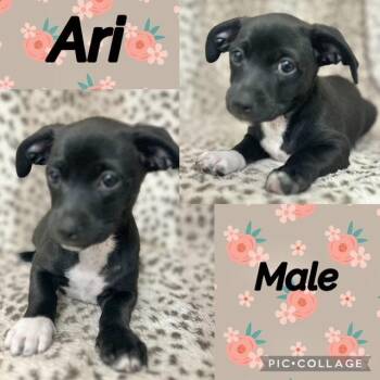 Ari -  Chiweenie Dog for Adoption in Manchester, Connecticut - Ari | PetCurious