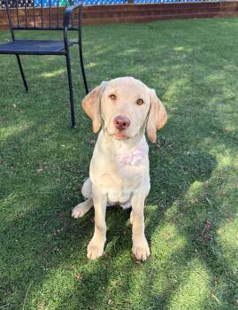Tilly -  Labrador Retriever Dog for Adoption in Temecula, California - Tilly | PetCurious