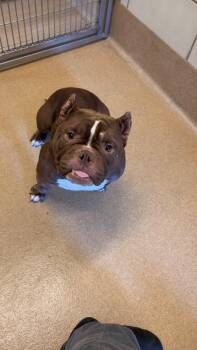 Pit Bull Terrier and French Bulldog Dogs Available for Adoption in Murphy, Texas - Diva | PetCurious