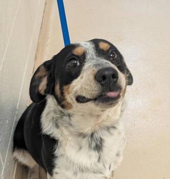 Australian Cattle Dog Blue Heeler Dogs Available for Adoption - Cooper  45902 | PetCurious