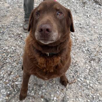 Chocolate Labrador Retriever and Mastiff Dogs Available for Adoption - Lee | PetCurious