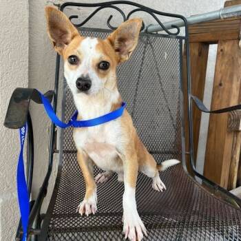Rescue Chihuahua Dogs for Adoption in Carencro, Louisiana - Thimon | PetCurious