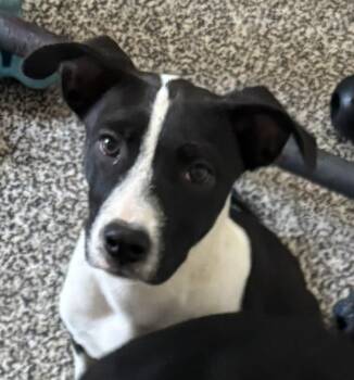 Rachel -  Border Collie and Retriever Dog for Adoption in Thompson Falls, Montana - Rachel | PetCurious