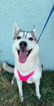 Nita -  Siberian Husky and Mixed Breed Dog for Adoption in Mccook, Nebraska - Nita | PetCurious