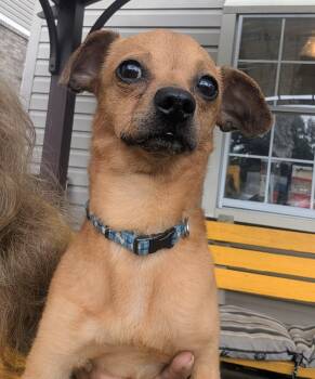 Chico -  Chihuahua Dog for Adoption in Amelia, Ohio - Chico | PetCurious