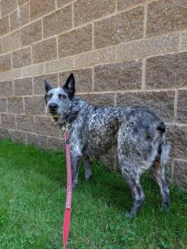 Bandit -  Australian Cattle Dog Blue Heeler Dog for Adoption in Vancouver, Washington - Bandit | PetCurious