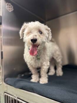 Rescue Maltese and Mixed Breed Dogs for Adoption in Carrollton, Texas - Buddy Jr | PetCurious