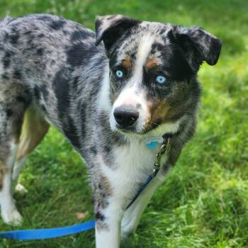 Bo Jangles -  Australian Shepherd Dog for Adoption in Fenton, Michigan - Bo Jangles | PetCurious