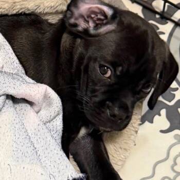 Asher -  Pug and Beagle Dog for Adoption in Raleigh, North Carolina - Asher | PetCurious