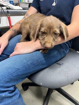 Jasper -  Labrador Retriever and Terrier Dog for Adoption in Hopkinsville, Kentucky - Jasper | PetCurious