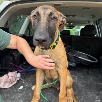 Reacher -  Great Dane and Belgian Shepherd Malinois Dog for Adoption in Cedar Creek, Texas - Reacher | PetCurious