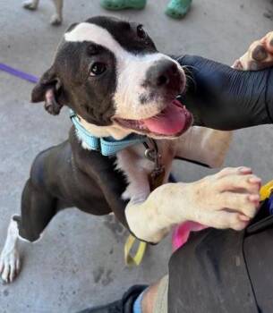 Mazzie -  Mixed Breed Dog Available for Adoption in Savannah, Georgia - Mazzie | PetCurious