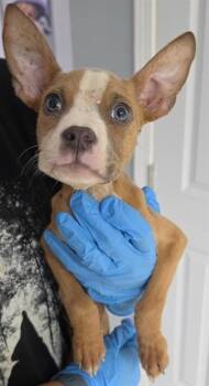 Fawn -  Pit Bull Terrier Dog for Adoption in Austin, Texas - Fawn | PetCurious
