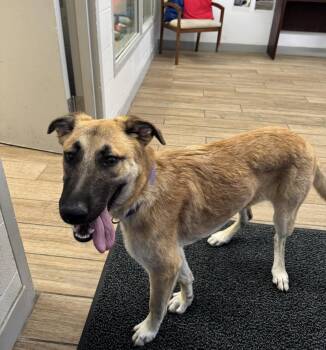 German Shepherd Dog Dogs Available for Adoption in Rowlett, Texas - Violet | PetCurious