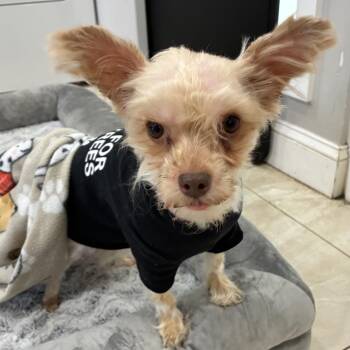 Yorkshire Terrier and Maltese Dogs Available for Adoption in Ogontz Campus, Pennsylvania - Ginger | PetCurious