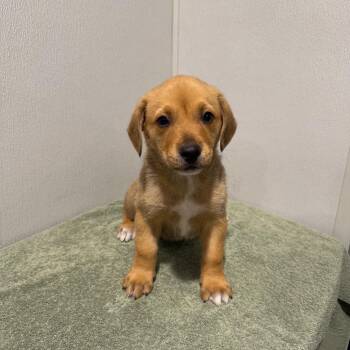 Shepherd Dogs Available for Adoption - Kobe | PetCurious