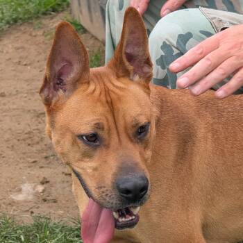 184027 King LOOKING FOR OWNER -  Mixed Breed Dog for Adoption in Ravenna, Ohio - 184027 King LOOKING FOR OWNER | PetCurious